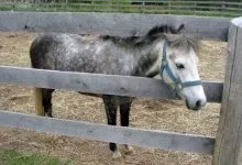 Christmas Pony