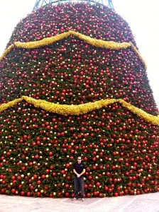 To get a sense of scale, that's me in front of the 145 foot tree.
