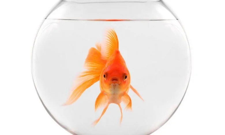Goldfish in a bowl